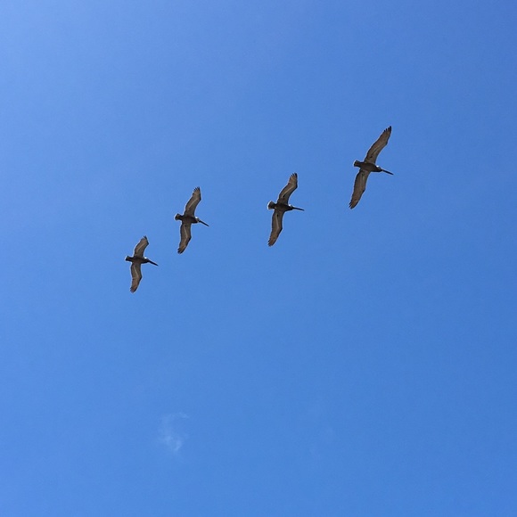 Meet your Posher, Hannah - Picture 1 of 1